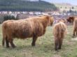 Allgäu 048.jpg